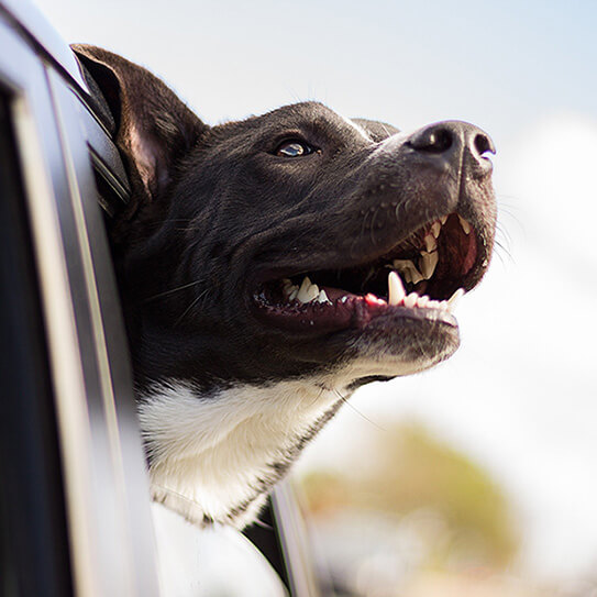 pet-dental-health_543